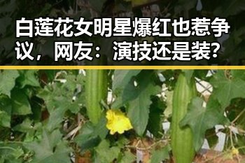 白莲花女明星爆红也惹争议，网友：演技还是装？